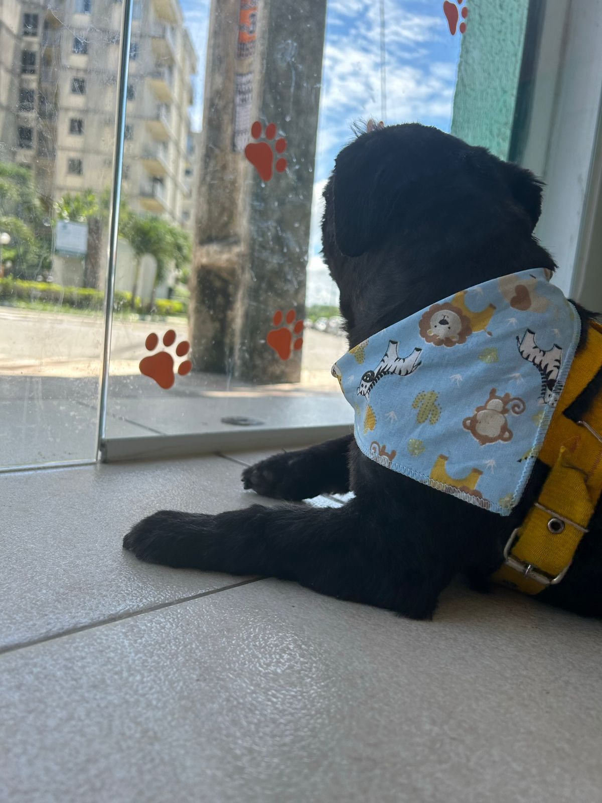 Pet8