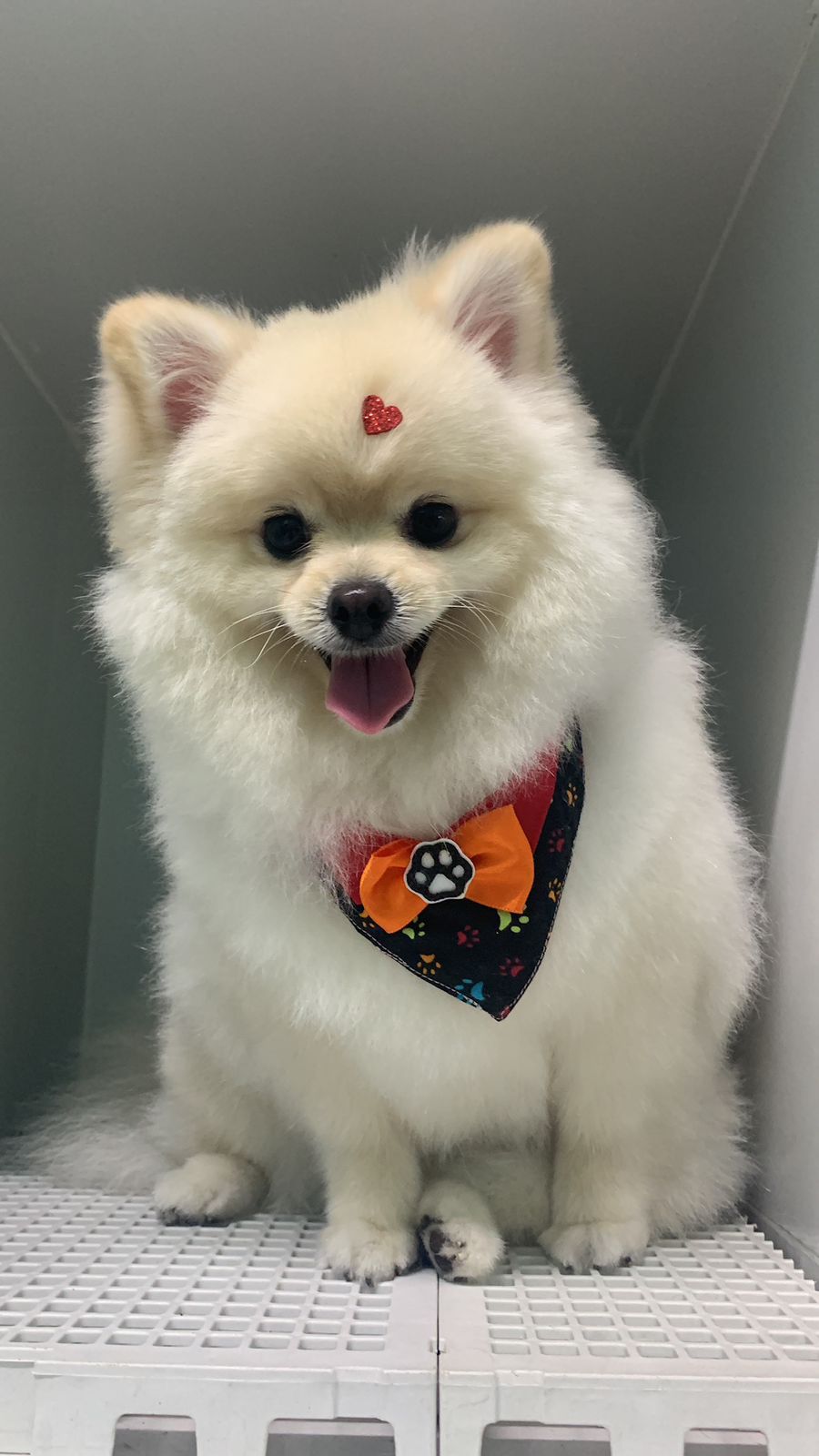 Pet10