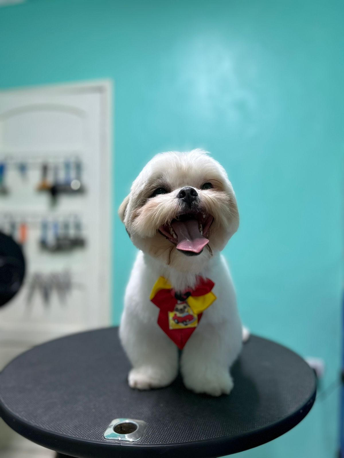 Pet1