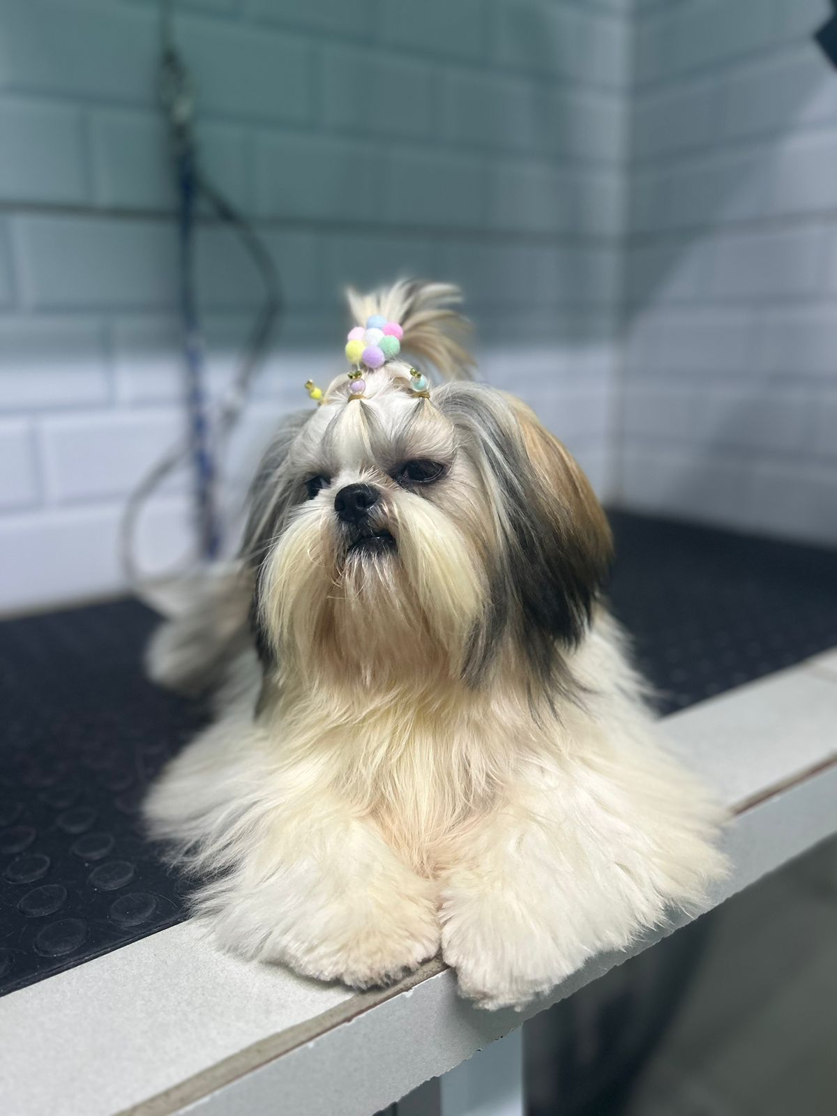Pet4